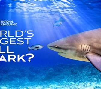 فيلم World s Biggest Bull Shark 2021 مترجم