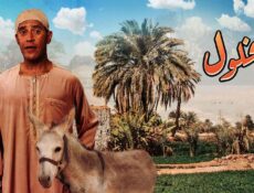 مسلسل شخلول الحلقة 31 الحادية والثلاثون