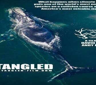 فيلم Entangled The Race To Save Right Whales From Extinction 2020 مترجم