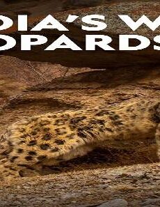فيلم Indias Wild Leopards 2020 مترجم