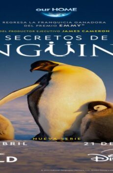 مسلسل Secrets of the Penguins الحلقة 1 مترجمة