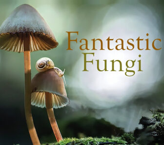 فيلم Fantastic Fungi 2019 مترجم