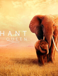 فيلم The Elephant Queen 2019 مترجم