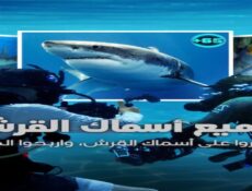 برنامج All the Sharks الحلقة 6 والاخيرة مترجمة