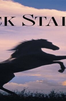 فيلم The Black Stallion 1979 مترجم