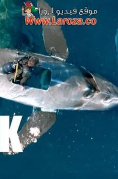 فيلم 6000lb shark 2024 مترجم