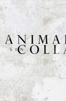 فيلم Animales sin collar 2018 مترجم
