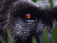 مسلسل Africa Earth’s Wild Home الحلقة 6 مترجمة