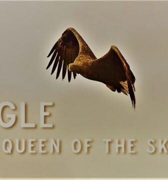 فيلم Eagle: Queen of The Skies 2021 مترجم