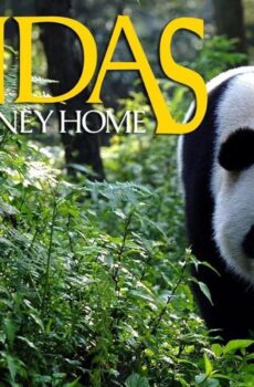 فيلم Pandas: The Journey Home 2014 مترجم