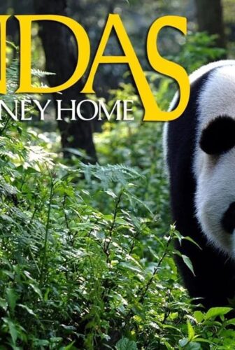 فيلم Pandas: The Journey Home 2014 مترجم