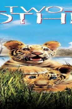 فيلم Two Brothers 2004 مترجم