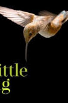فيلم Every Little Thing 2024 مترجم