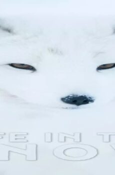 فيلم Life In The Snow 2016 مترجم