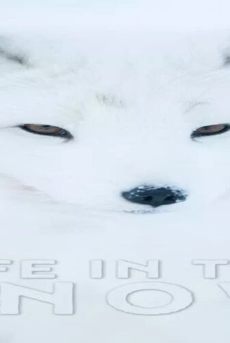 فيلم Life In The Snow 2016 مترجم