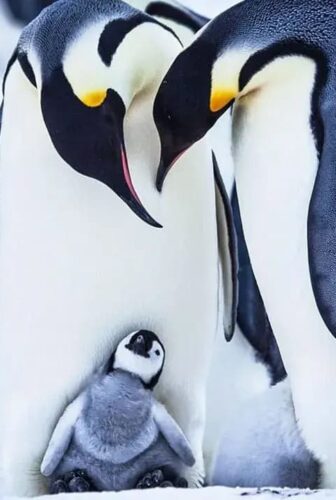 فيلم Snow Chick – A Penguin’s Tale 2015 مترجم