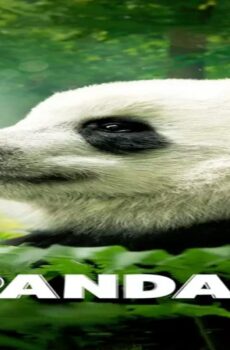 فيلم Pandas 2018 مترجم