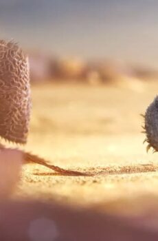 فيلم Piper 2016 مترجم