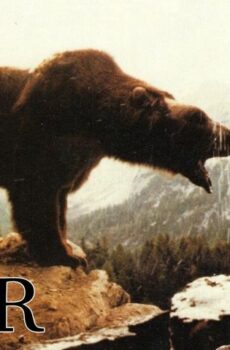 فيلم The Bear 1988 مترجم