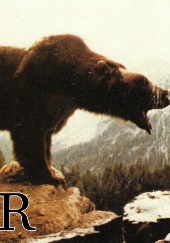 فيلم The Bear 1988 مترجم