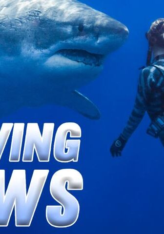 فيلم Saving Jaws 2019 مترجم