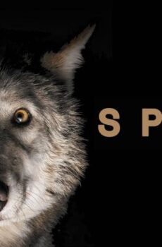 فيلم Spoor 2017 مترجم