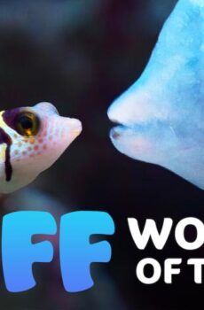 فيلم Puff: Wonders of the Reef 2021 مترجم