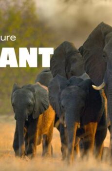 فيلم Elephant 2020 مترجم