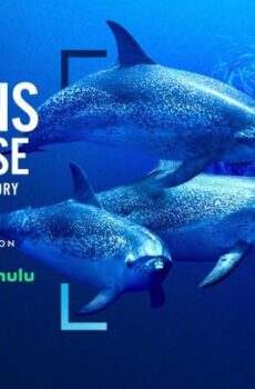 فيلم Dolphins Up Close with Bertie Gregory 2025 مترجم