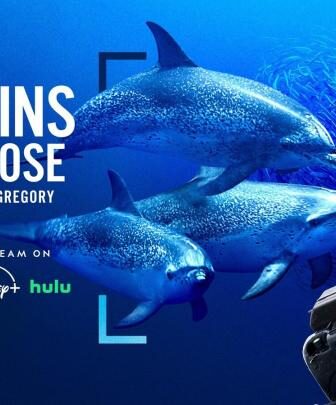 فيلم Dolphins Up Close with Bertie Gregory 2025 مترجم