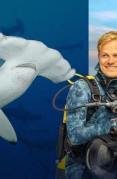 فيلم Hammerhead Sharks Up Close with Bertie Gregory مترجم