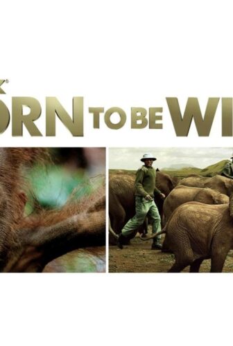 فيلم Born to Be Wild 2011 مترجم