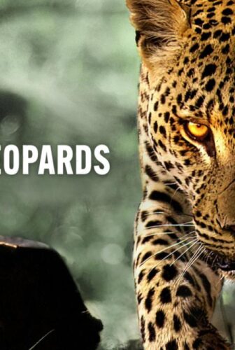 فيلم Living with Leopards 2024 مترجم