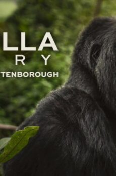 فيلم A Gorilla Story: Told by David Attenborough 2026 مدبلج